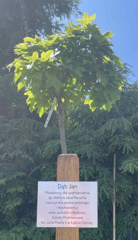 Dąb Jan